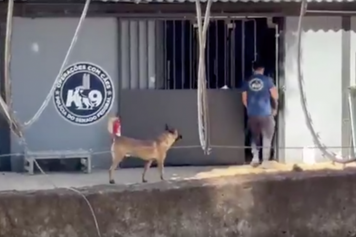 Morre veterinária mordida no pescoço por cachorro do Senado