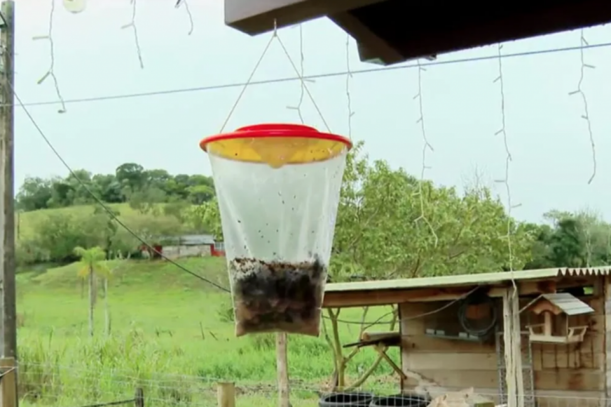 Moscas invadem casas e moradores não podem nem cozinhar