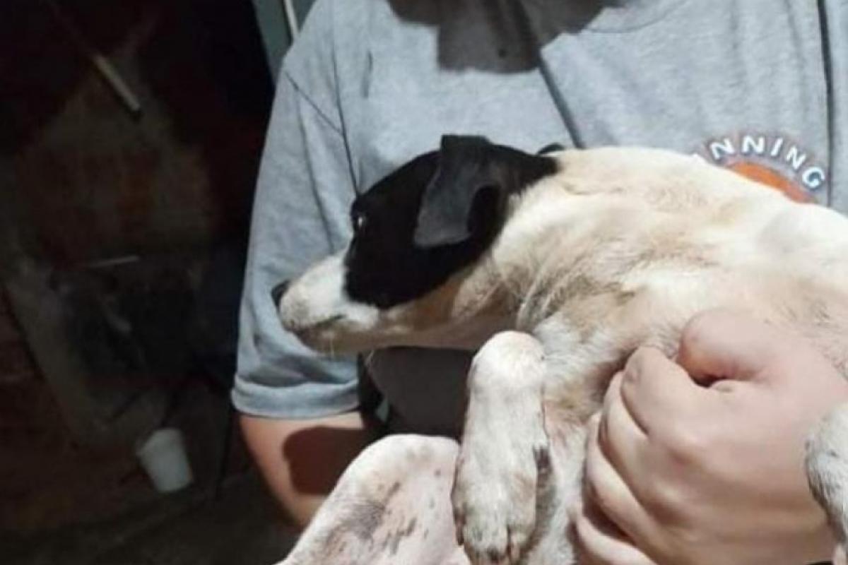 Preso condenado por cortar as patas do fox paulistinha 'Uísque'