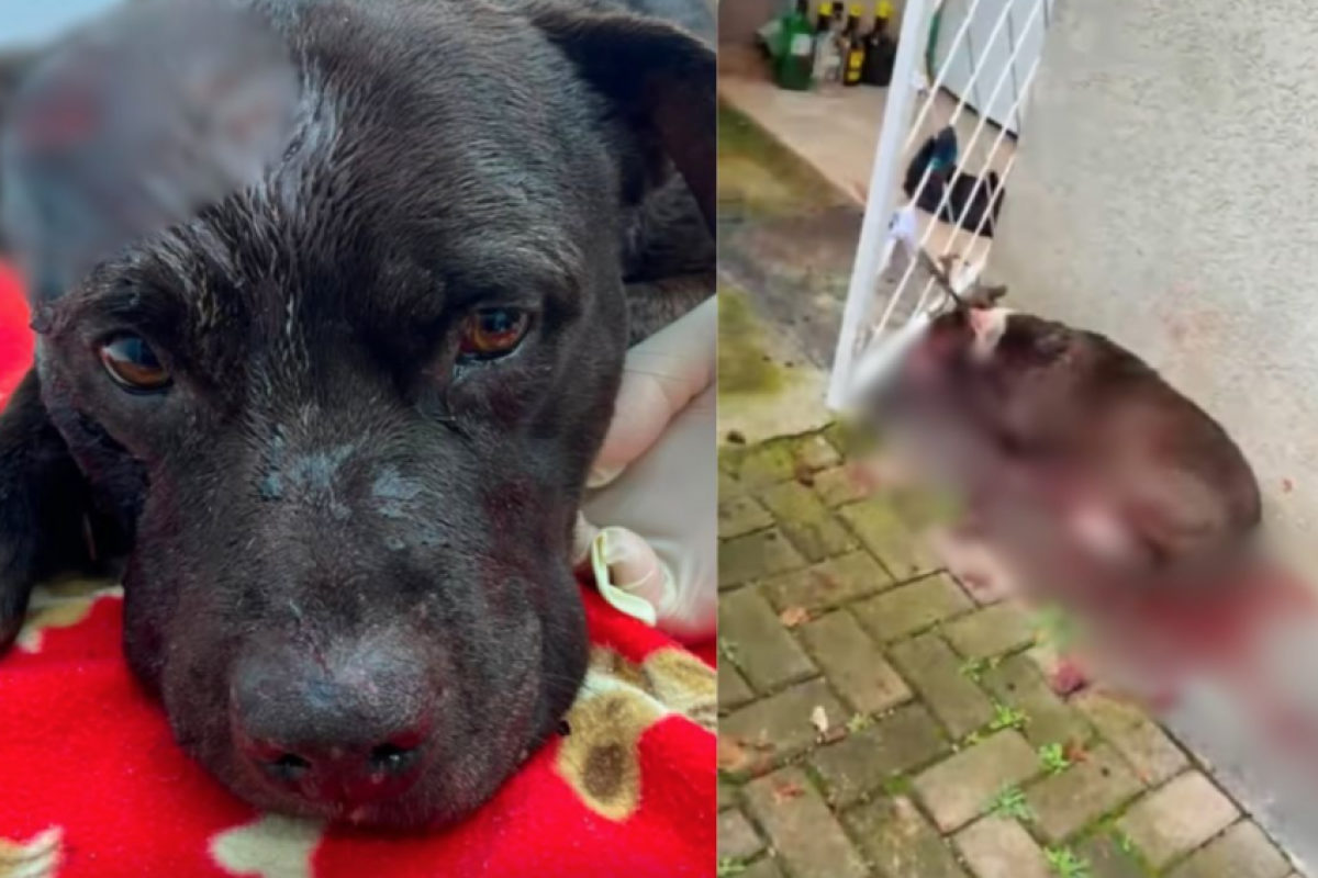 Suspeito de esfaquear os próprios cães é encontrado morto