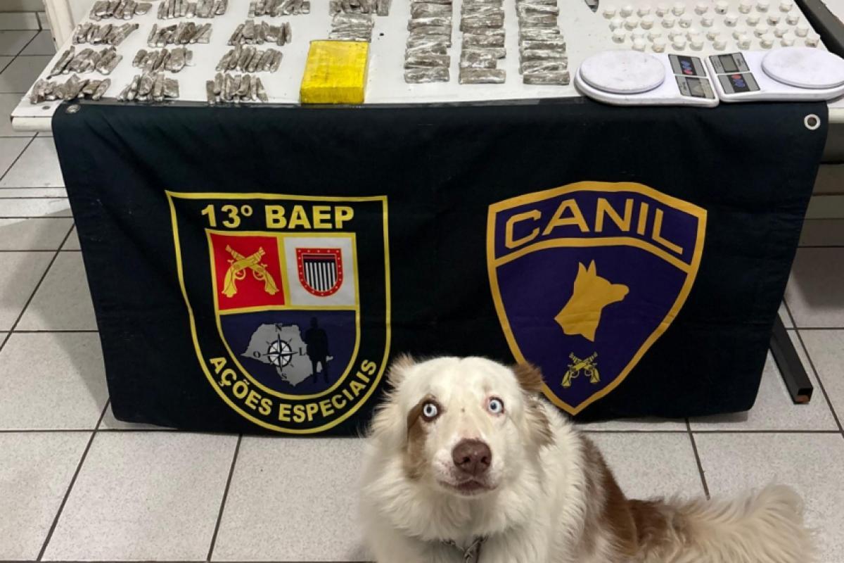 Canil do 13º Baep apreende mais de 2,7 kg de drogas; VÍDEO