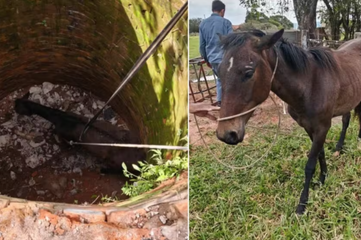 Égua de 200kg é içada de fossa de 4 metros de profundidade