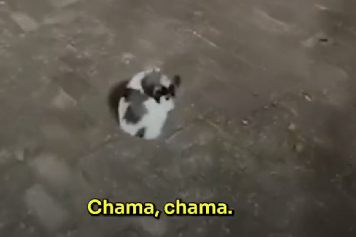 Mulher chuta filhote de cachorro e publica na internet