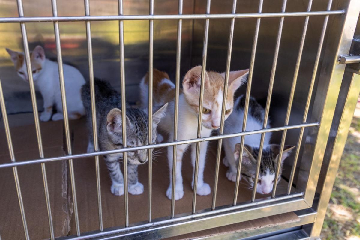 Noad apreende adolescente que torturou mais de 200 gatos em lives