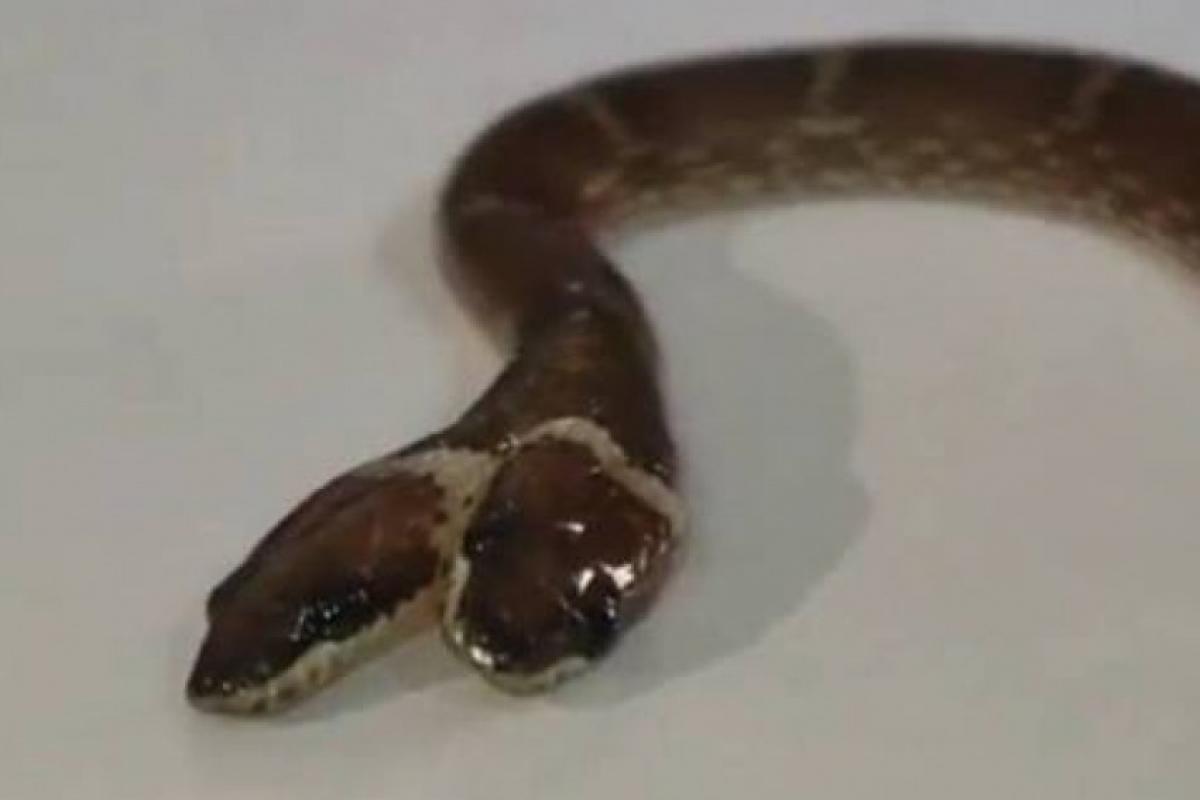 Cobra rara com duas cabeças e quatro olhos é resgatada na Índia