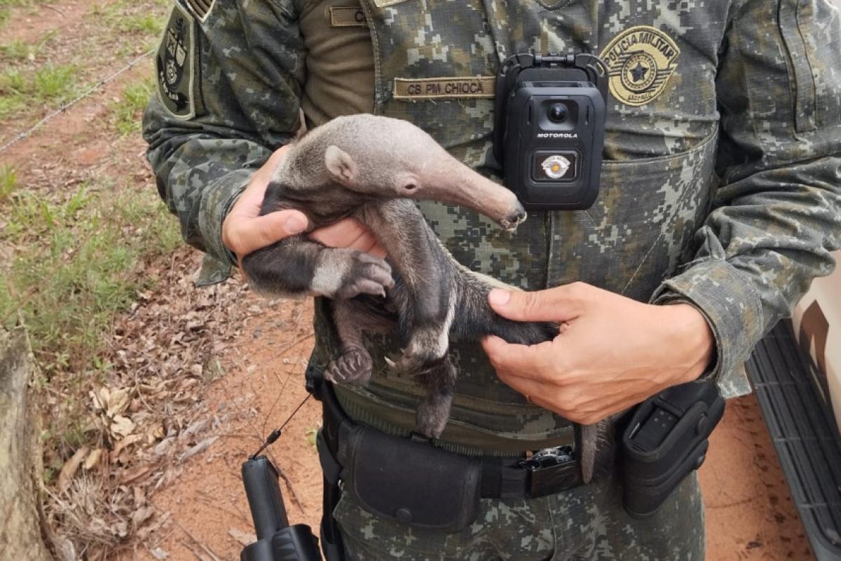 Filhote de tamanduá é resgatado e levado ao Zoológico de Bauru
