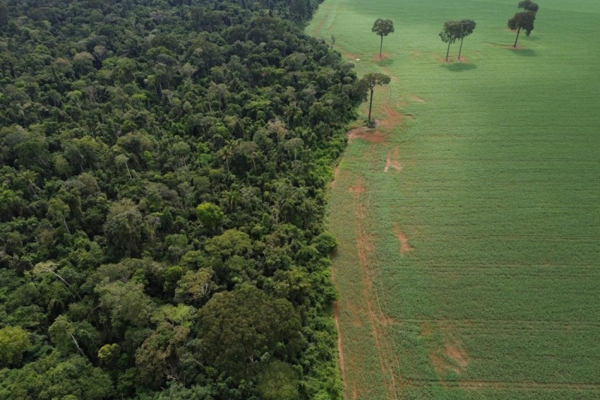Holanda anuncia US$ 500 milhões em fundo de florestas