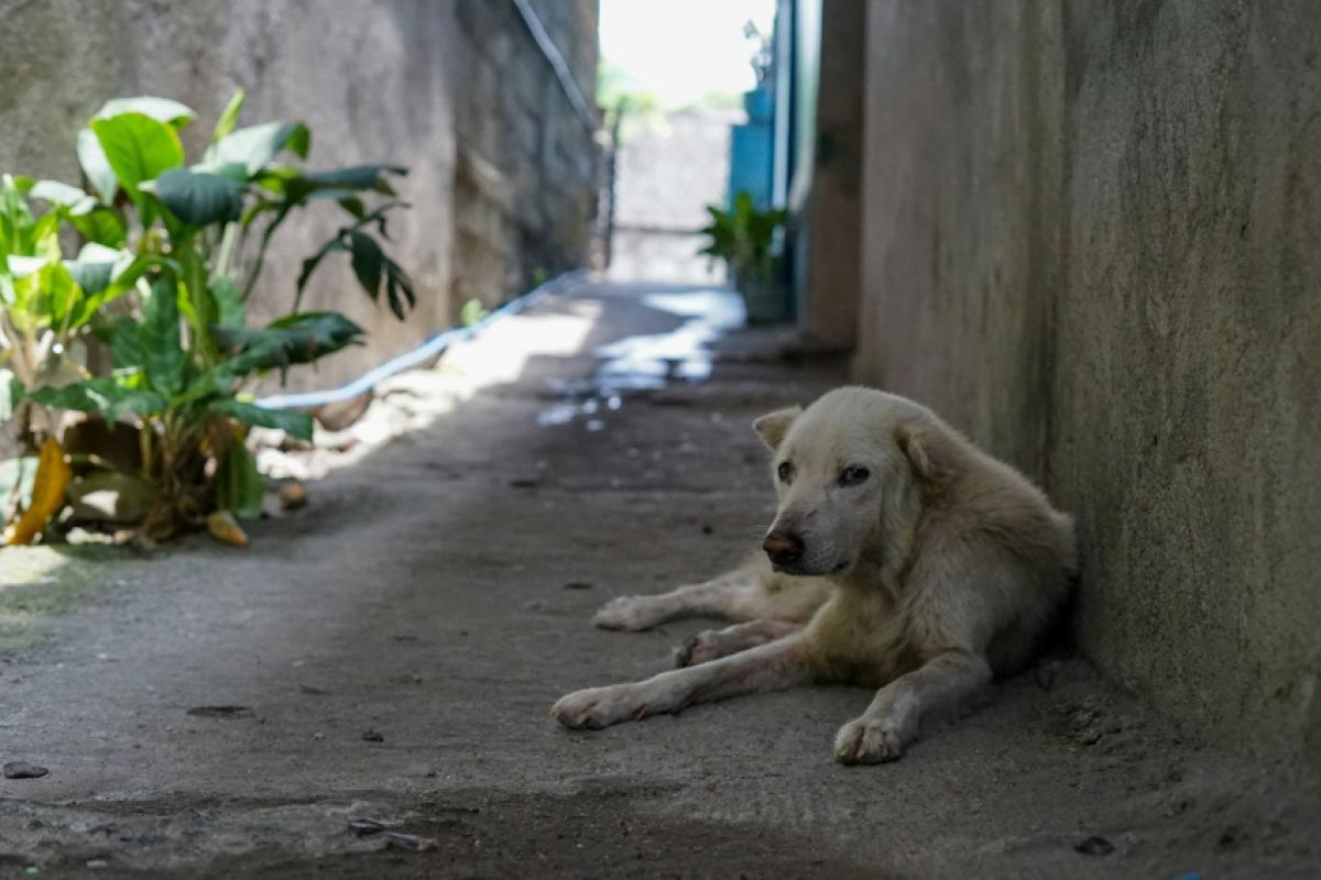 Mulher manda matar cachorro da própria filha por R$100